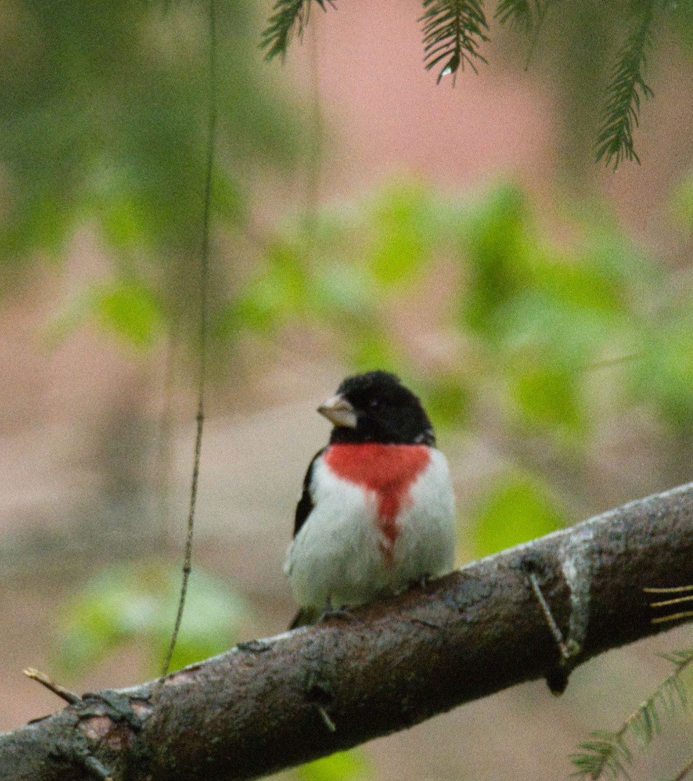 Rose-breasted Grosbeak - ML565131291