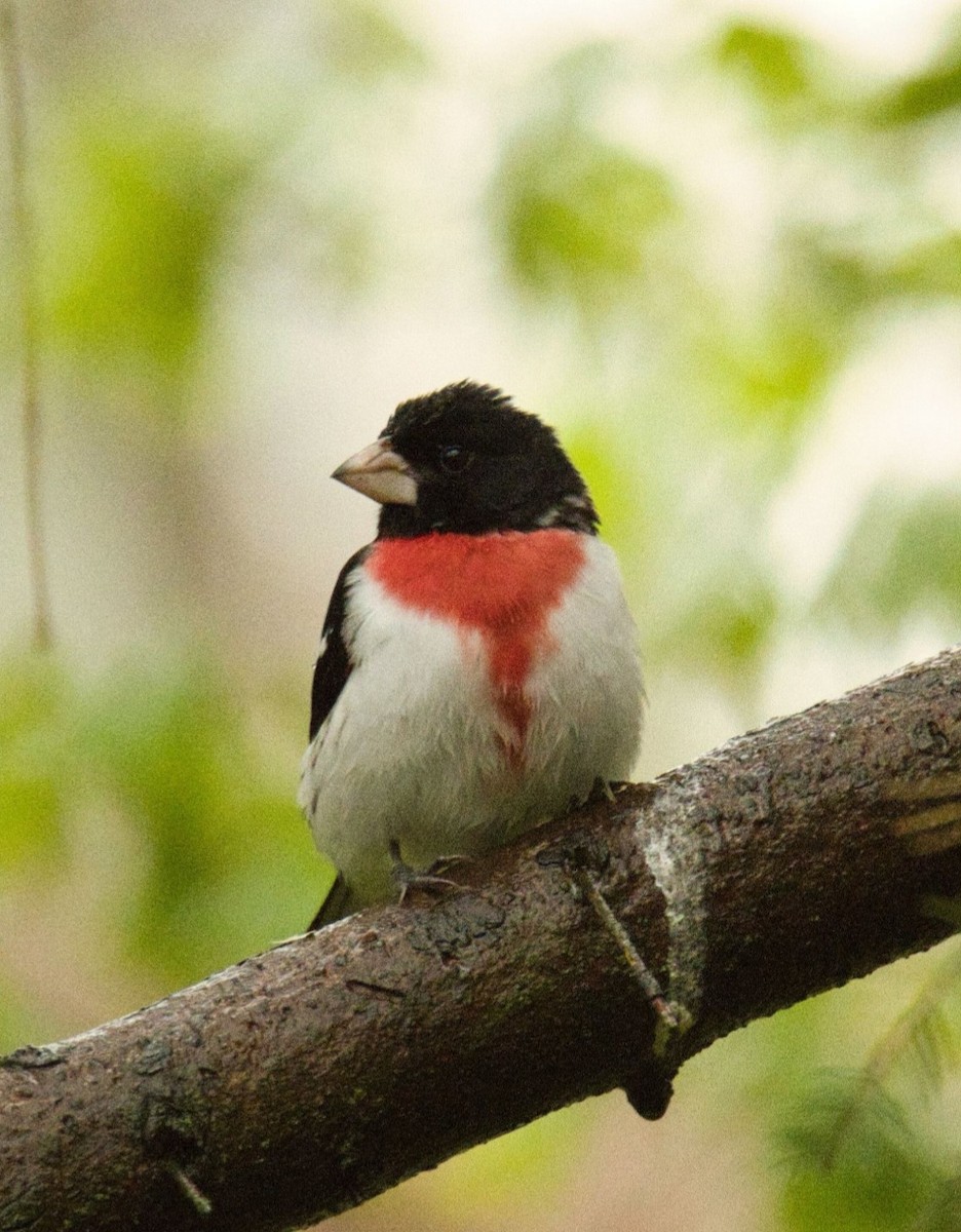 Rose-breasted Grosbeak - ML565131311