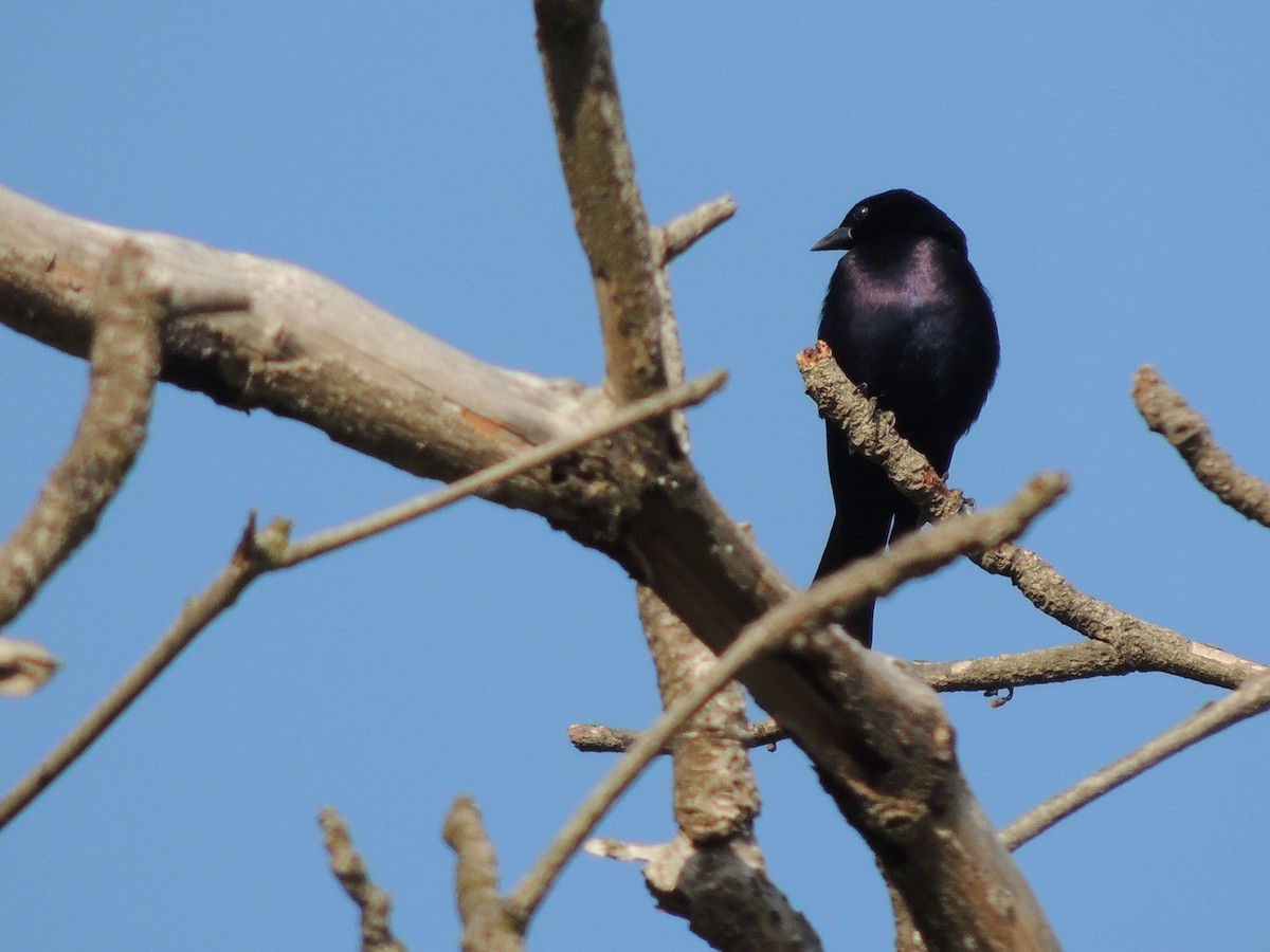 Shiny Cowbird - ML565131451