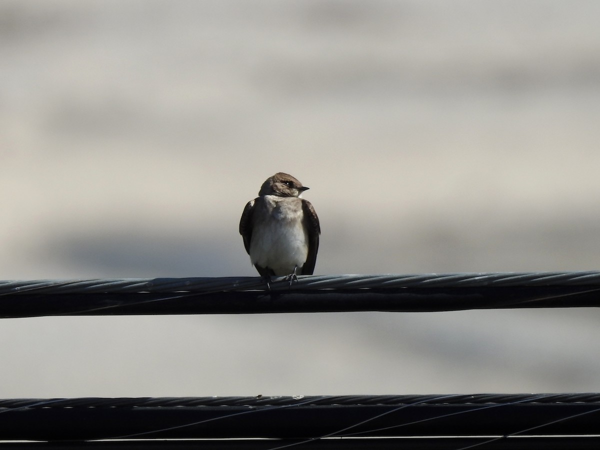 Northern Rough-winged Swallow - Sandra Blair
