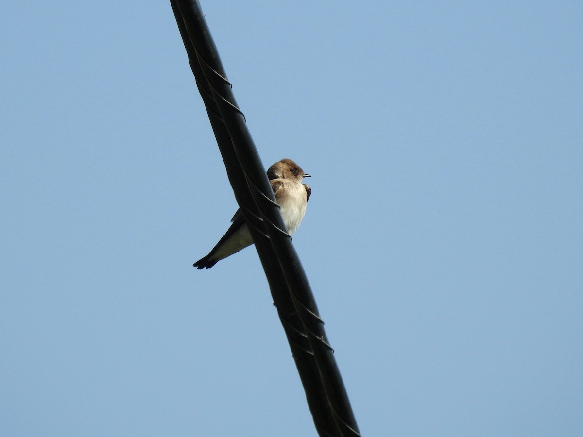 Northern Rough-winged Swallow - Sandra Blair