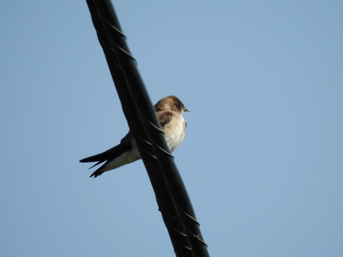 Northern Rough-winged Swallow - Sandra Blair