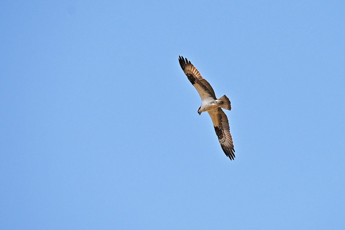 Загасч явлаг - ML565132351