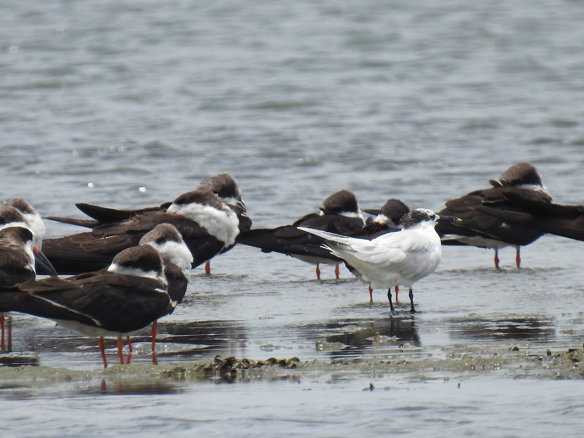 Sandwich Tern - Leandro Niebles Puello