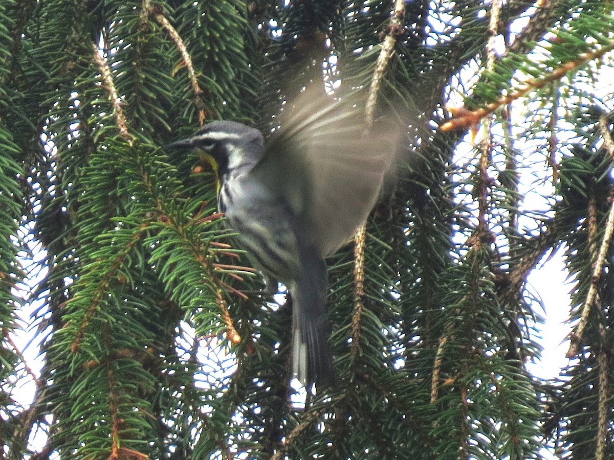 Yellow-throated Warbler - ML565132531