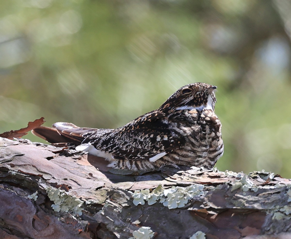 Common Nighthawk - Steve Parrish