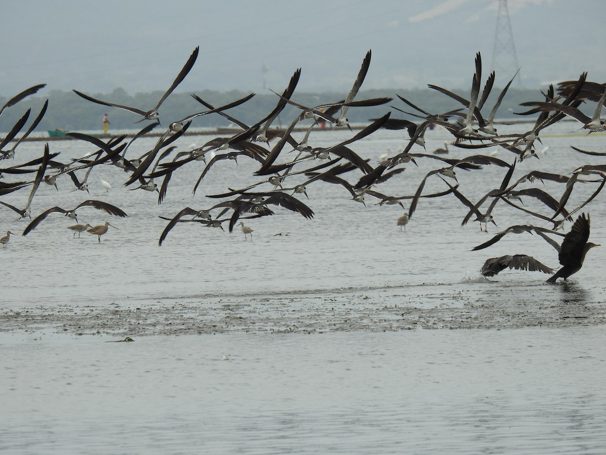 Black Skimmer - Leandro Niebles Puello