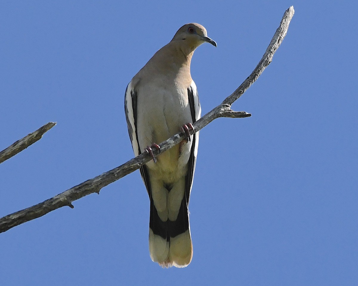 White-winged Dove - ML565132931