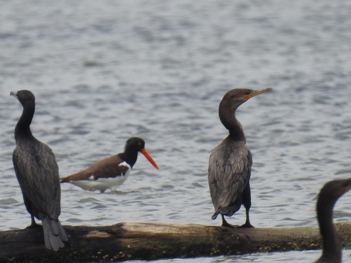 Neotropic Cormorant - Leandro Niebles Puello