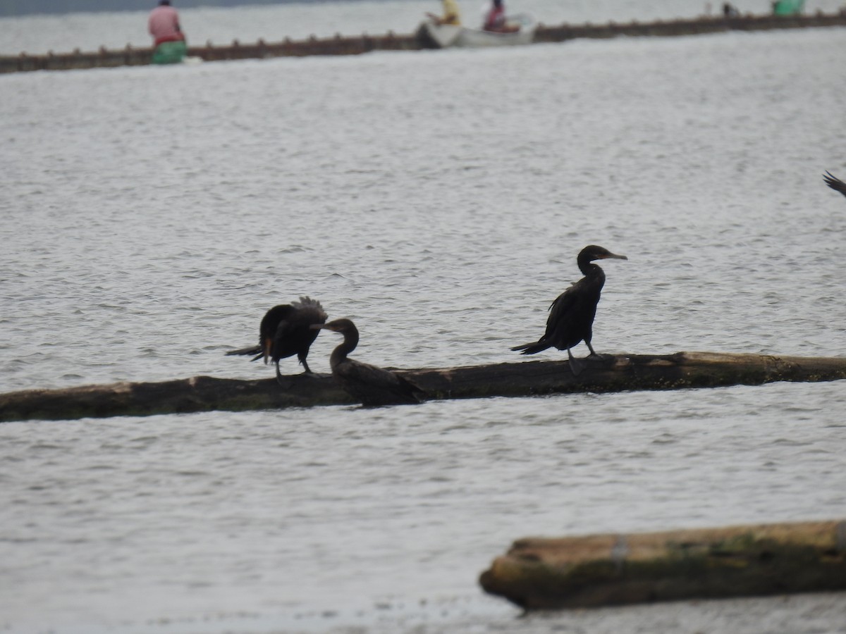 Neotropic Cormorant - Leandro Niebles Puello