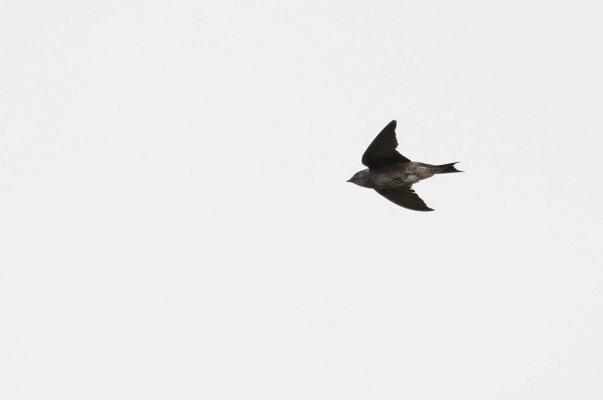 Purple Martin - Doug Gochfeld