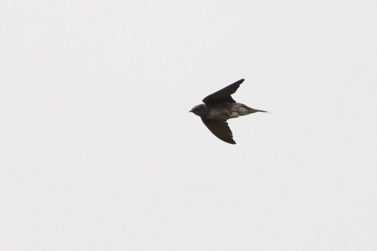 Purple Martin - Doug Gochfeld