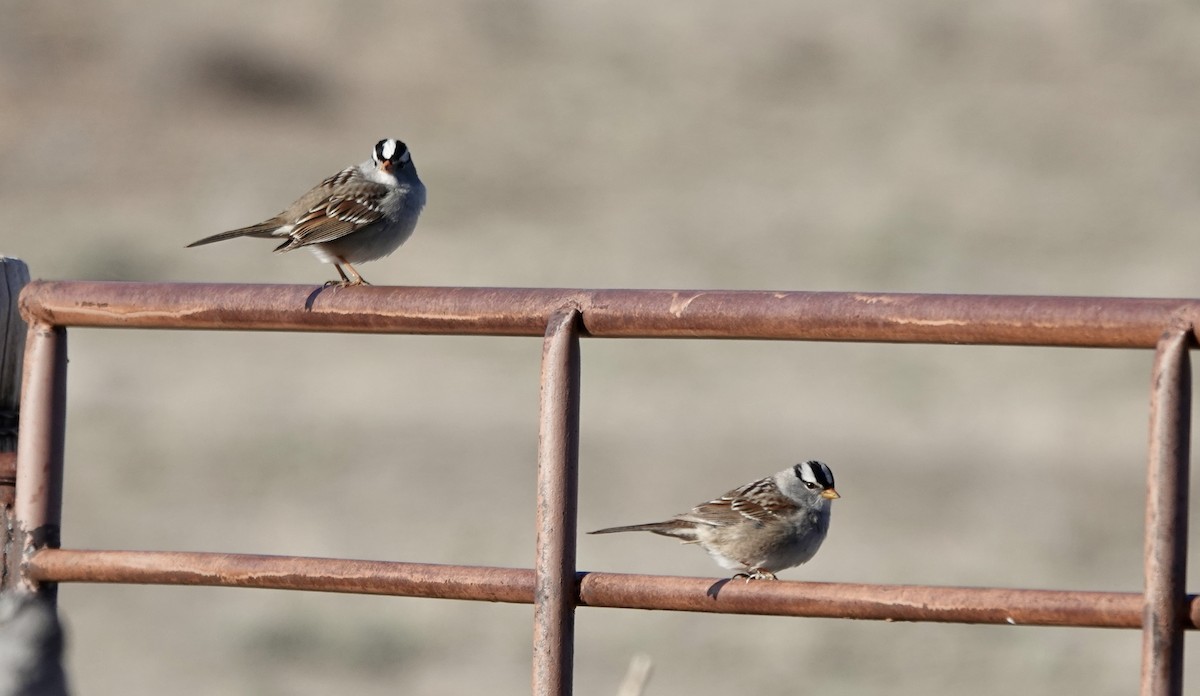 White-crowned Sparrow - Patricia Cullen