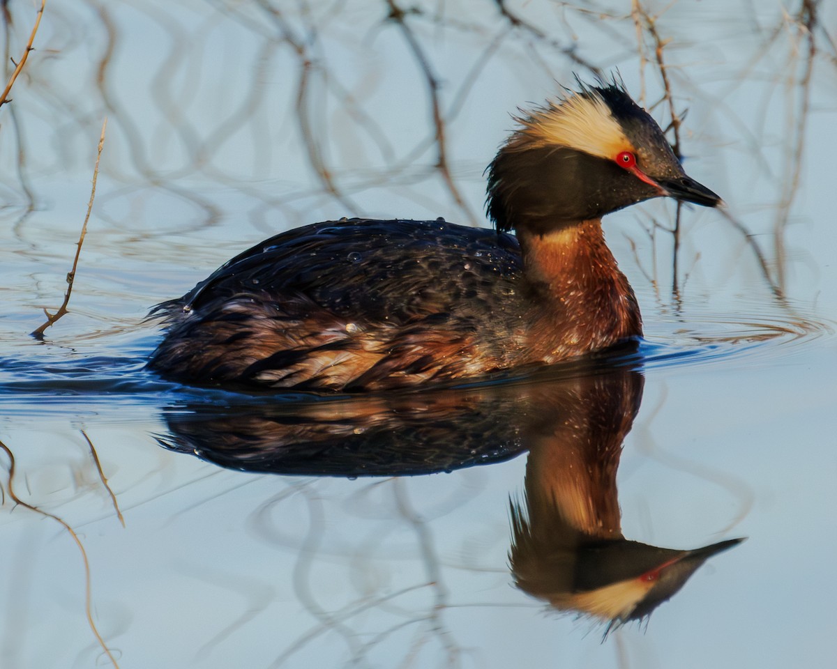 Horned Grebe - ML565134841