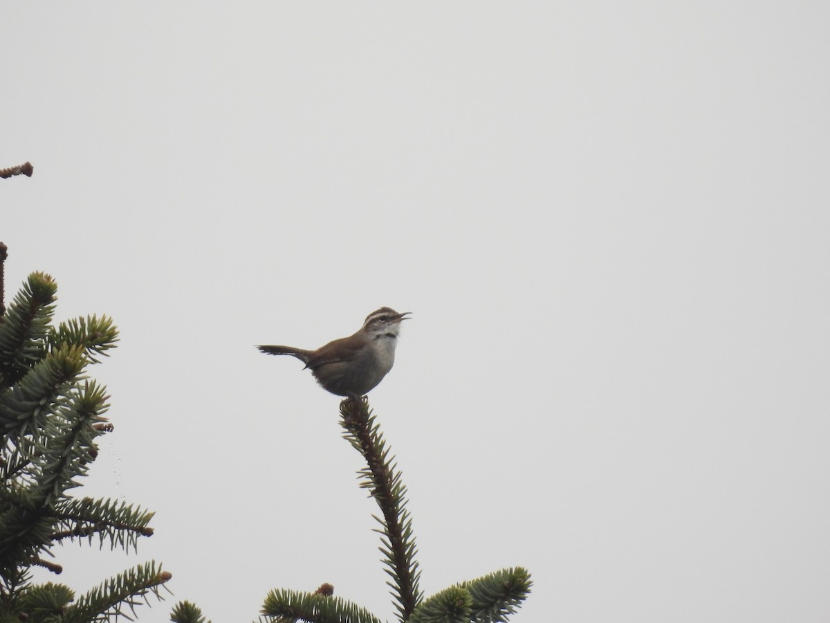 Bewick's Wren - ML565136961