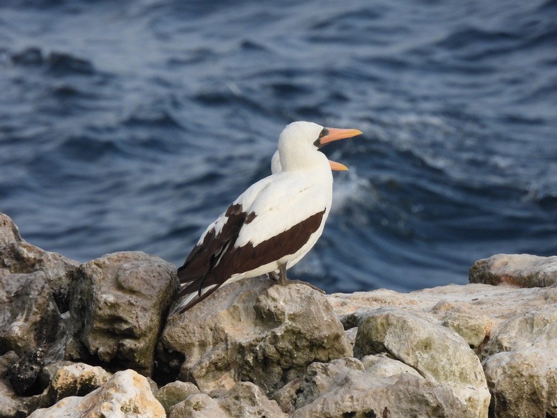 Nazca Booby - ML565137011