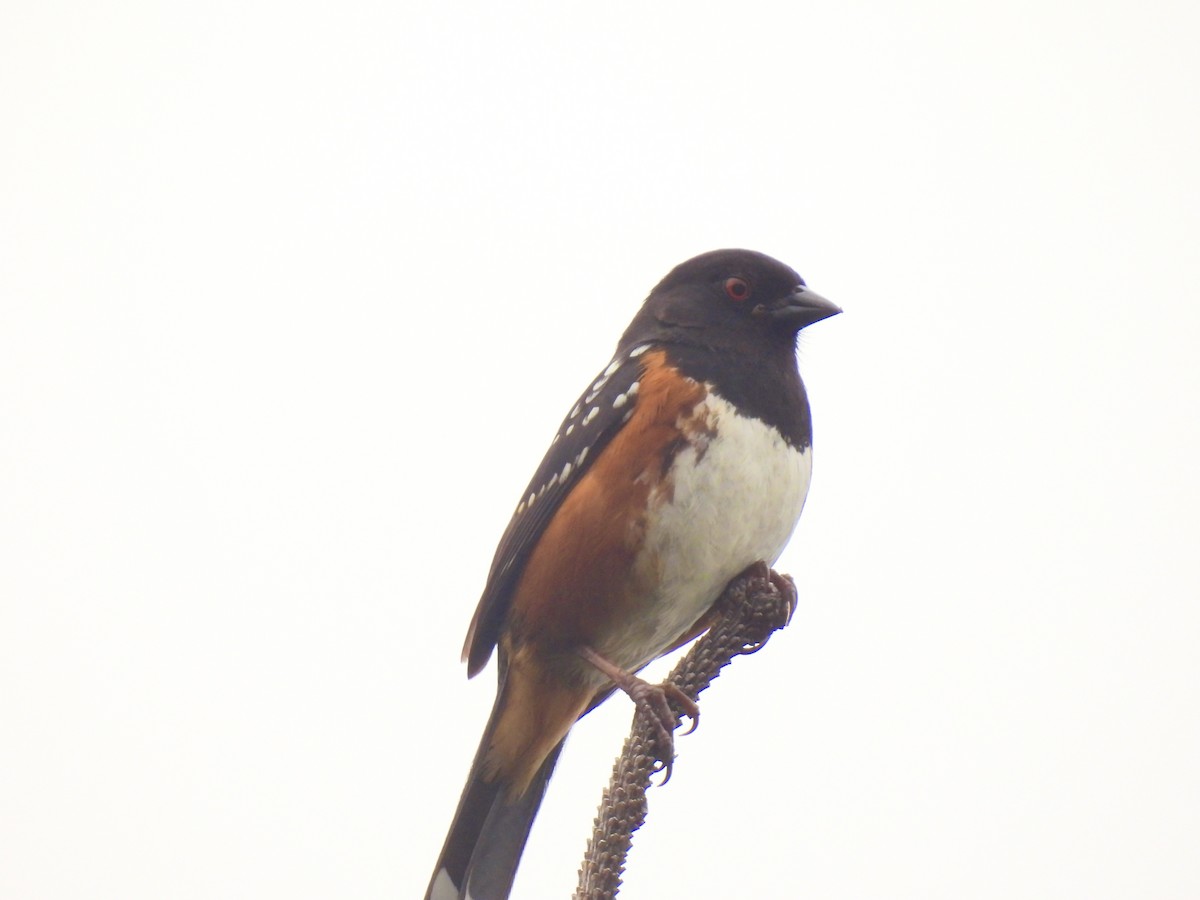 Spotted Towhee - ML565137071