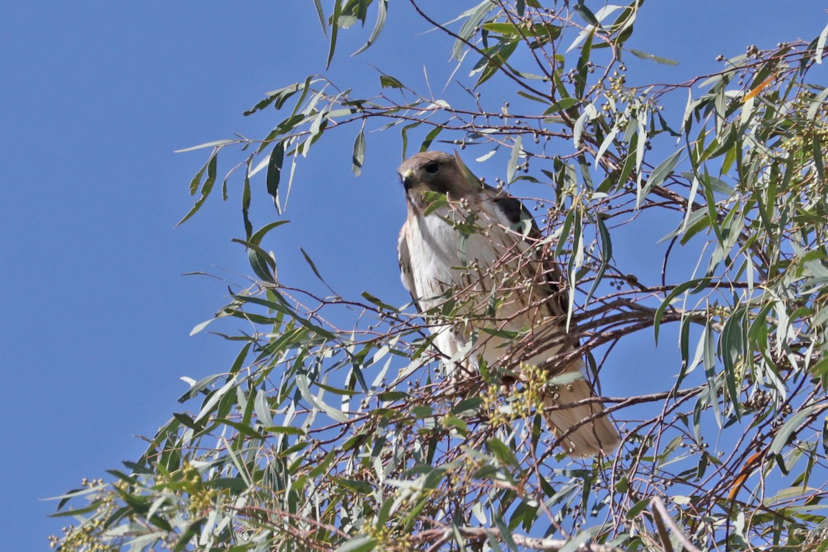 Rotschwanzbussard - ML565137801