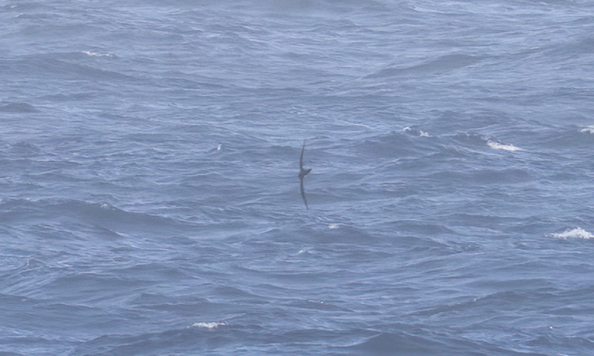 Hawaiian Petrel - ML565137961