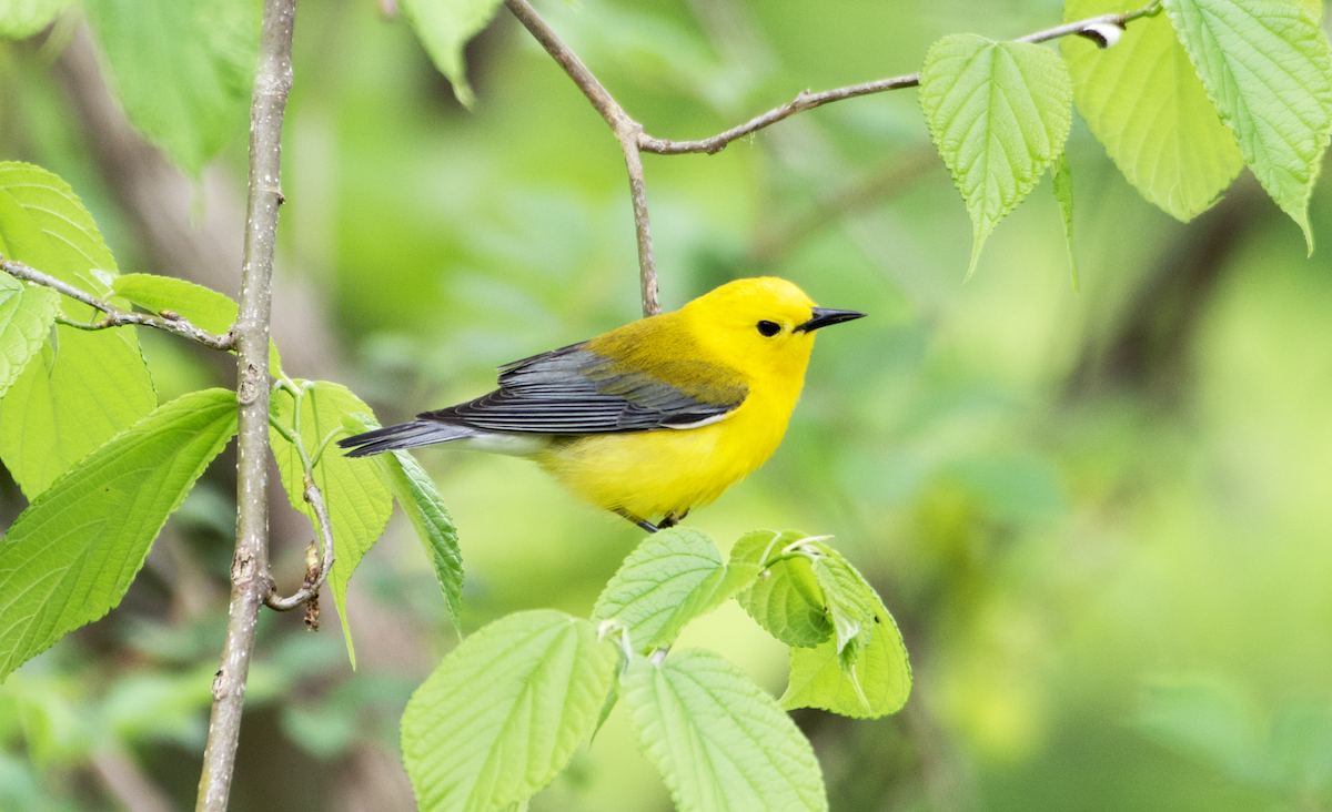 Prothonotary Warbler - ML565138191