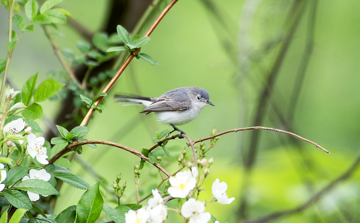 Blue-gray Gnatcatcher - ML565138321