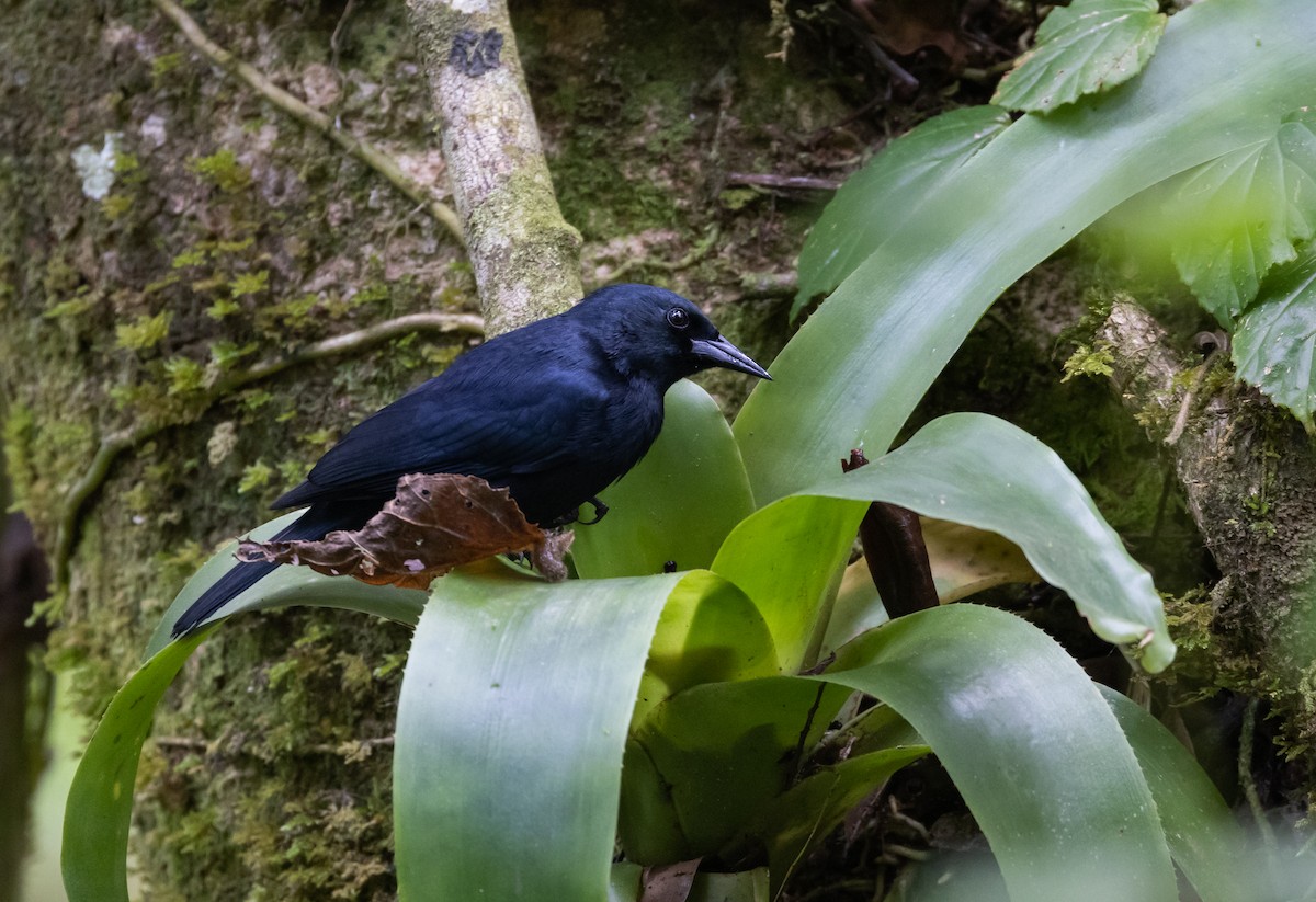 Jamaican Blackbird - ML565138481