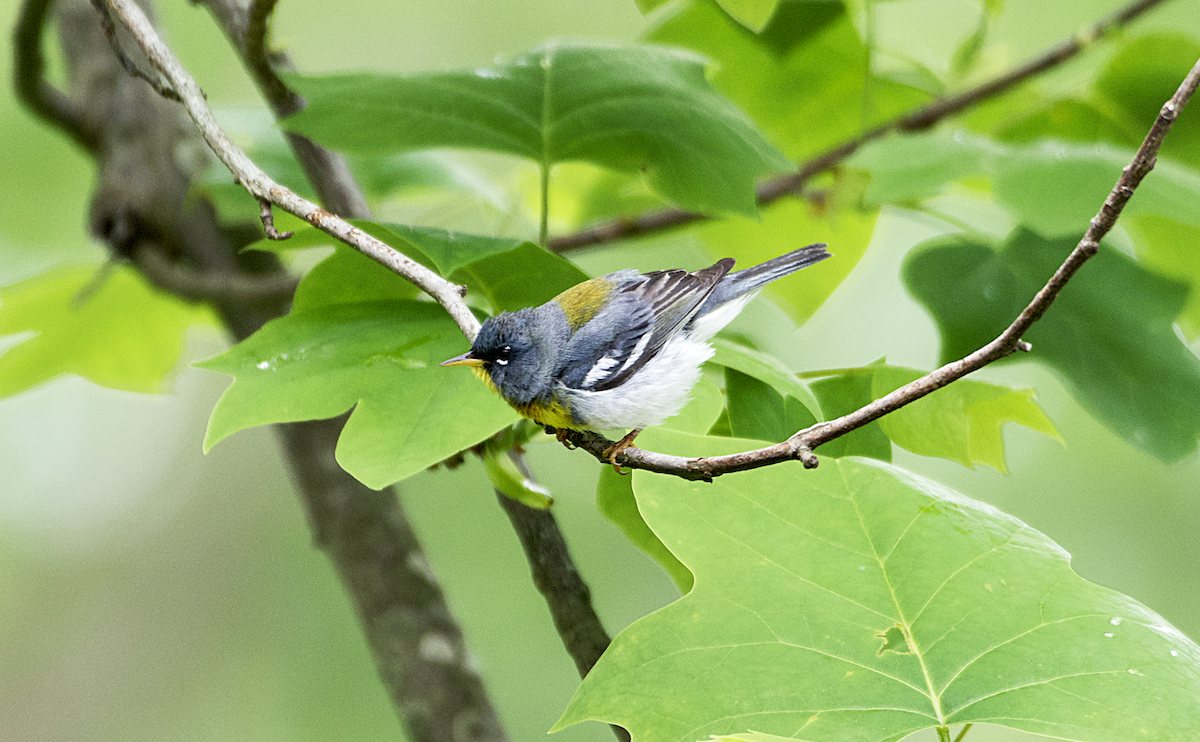 Northern Parula - ML565138711