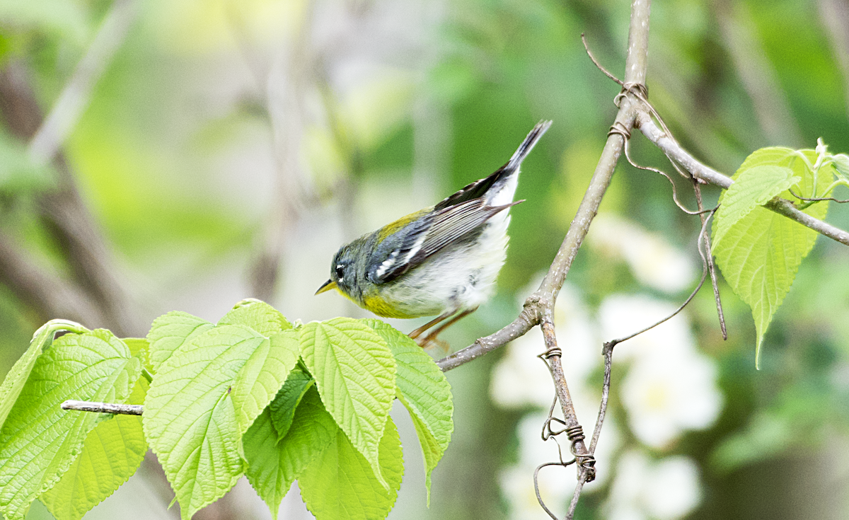Northern Parula - ML565138721