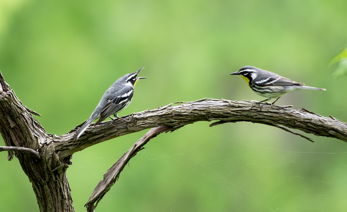 Yellow-throated Warbler - ML565139081