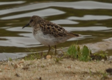 pygmésnipe - ML565140641