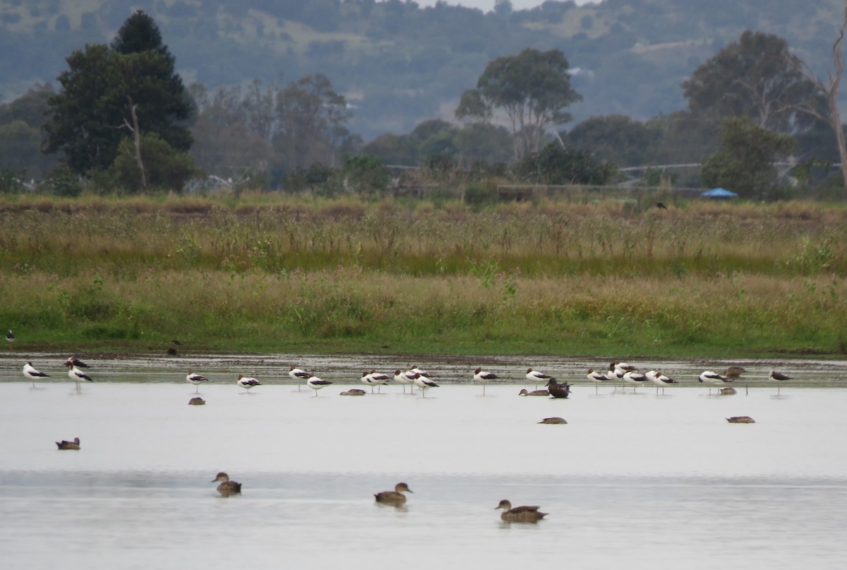 Avocette d'Australie - ML565141301