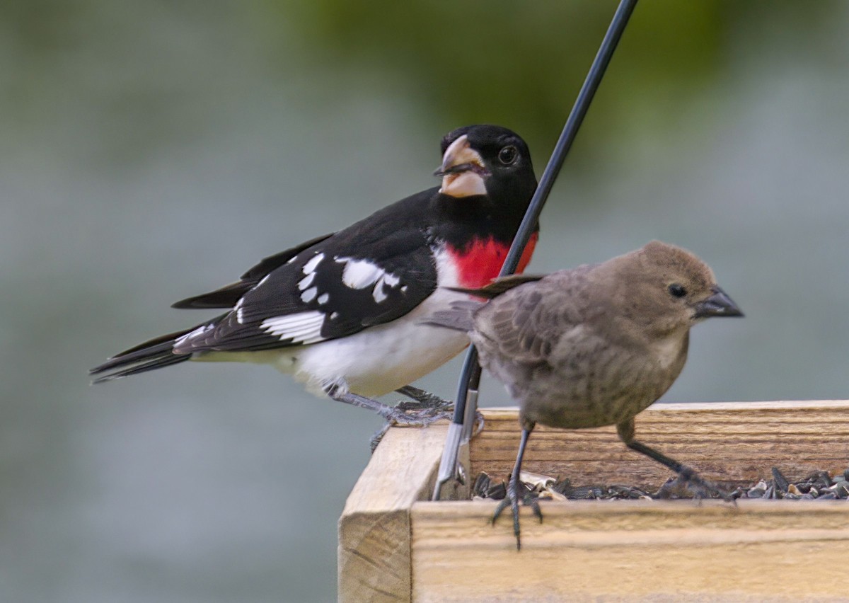 Rose-breasted Grosbeak - ML565141421