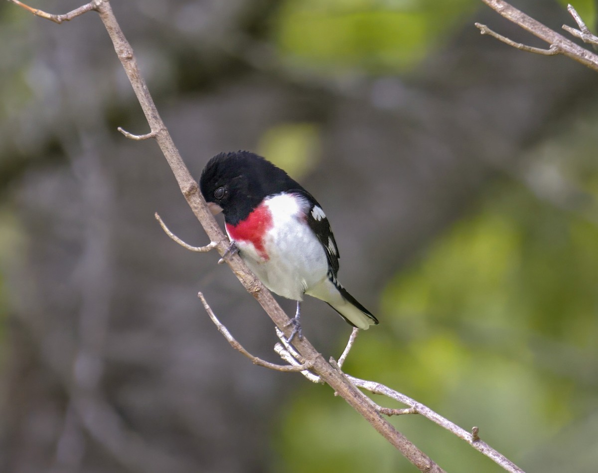 Rose-breasted Grosbeak - ML565141431