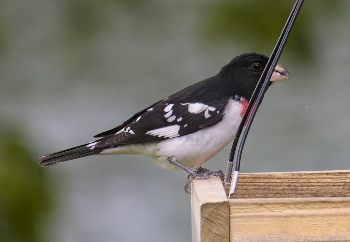 Rose-breasted Grosbeak - ML565141441