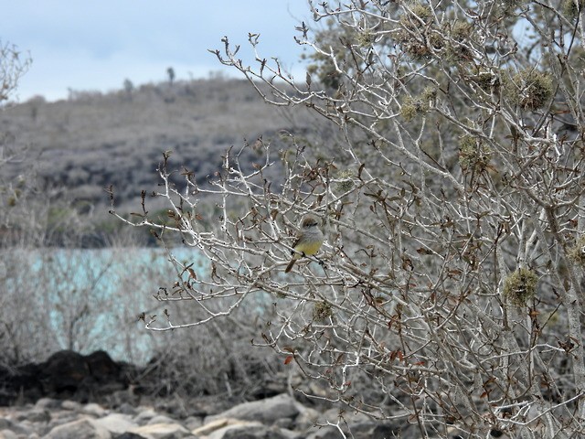 Galapagos Sinekkapanı - ML565141921
