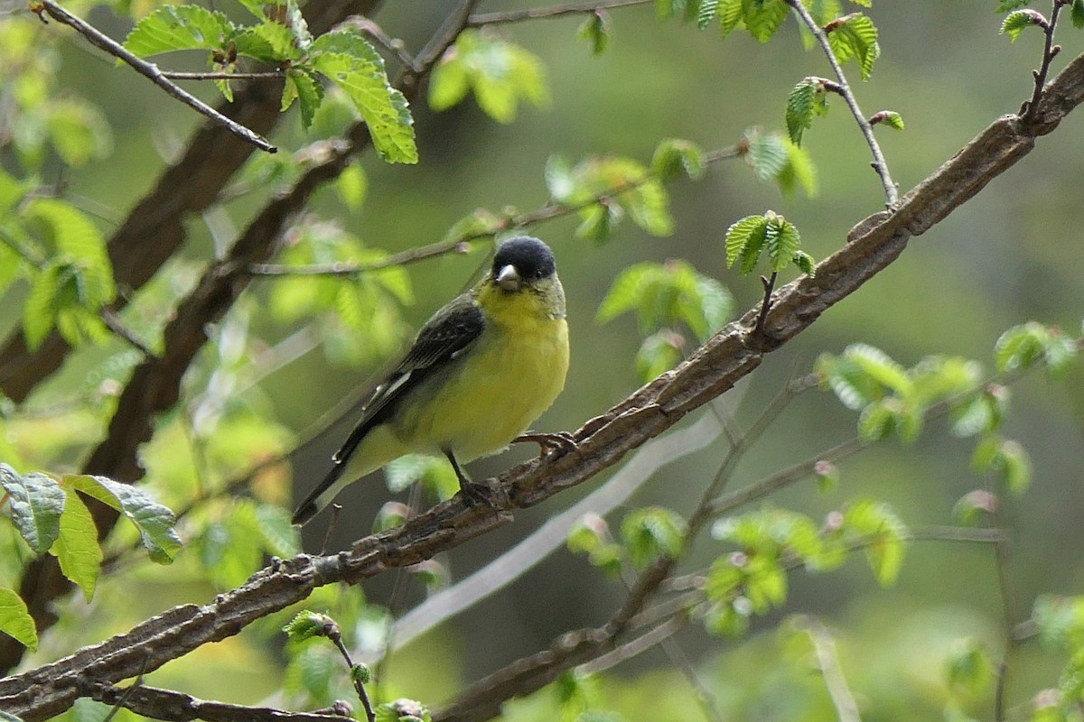 Lesser Goldfinch - ML565142531