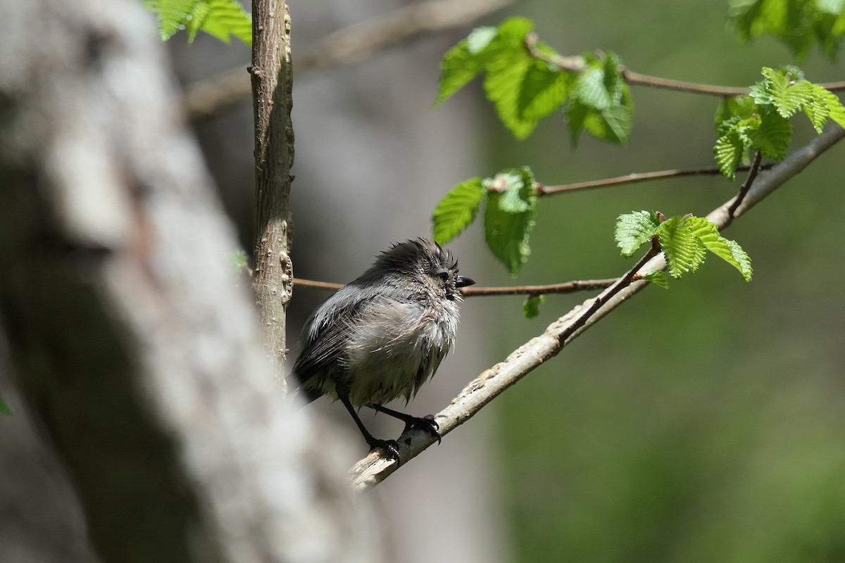 Bushtit - ML565142851