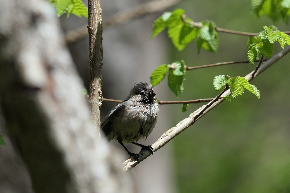 Bushtit - ML565142861