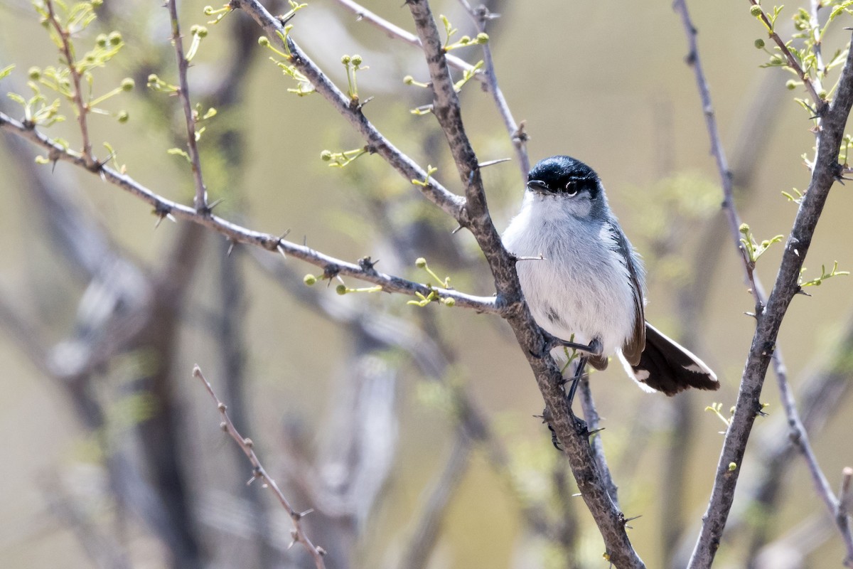 Black-tailed Gnatcatcher - ML565142901