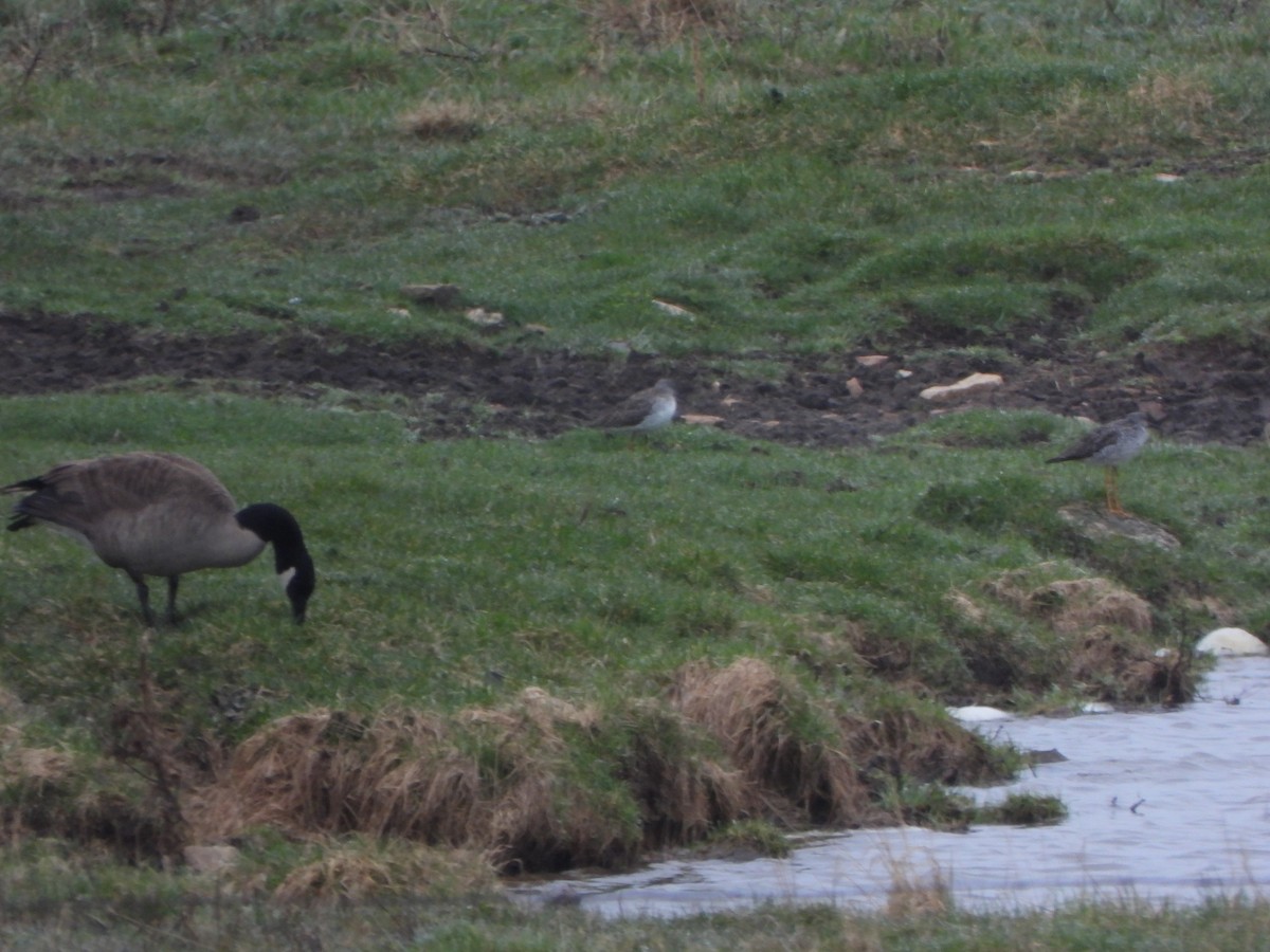 Greater Yellowlegs - ML565143041