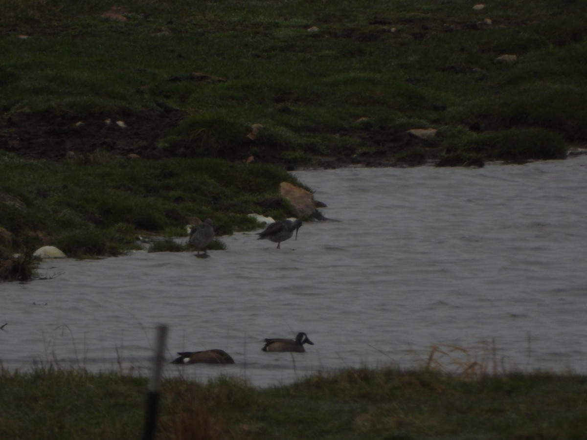 Greater Yellowlegs - ML565143051