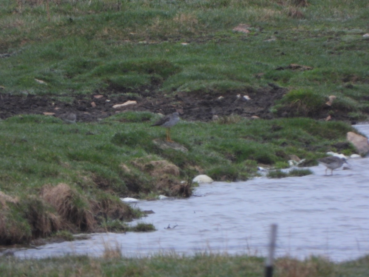 Greater Yellowlegs - ML565143061