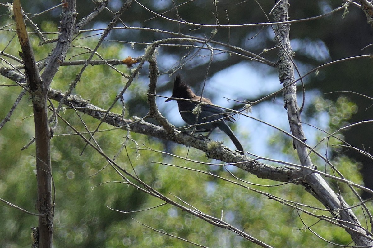 Steller's Jay - ML565143181