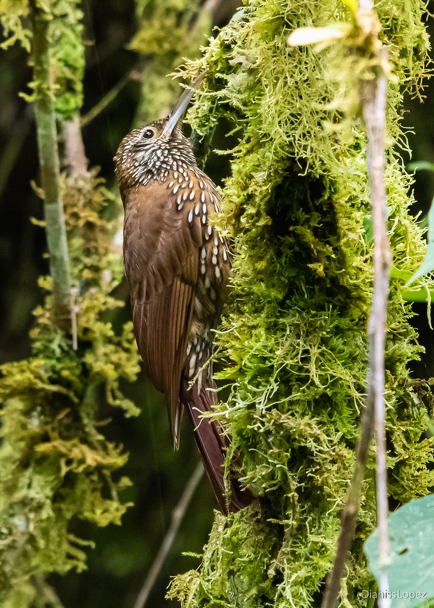 Montane Woodcreeper - ML565143881