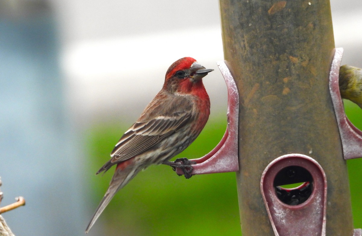 House Finch - ML565144921