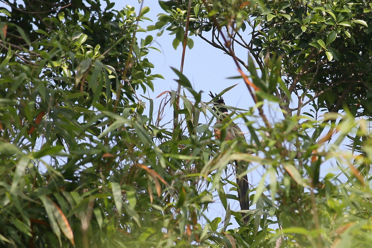 Chestnut-winged Cuckoo - ML56514531