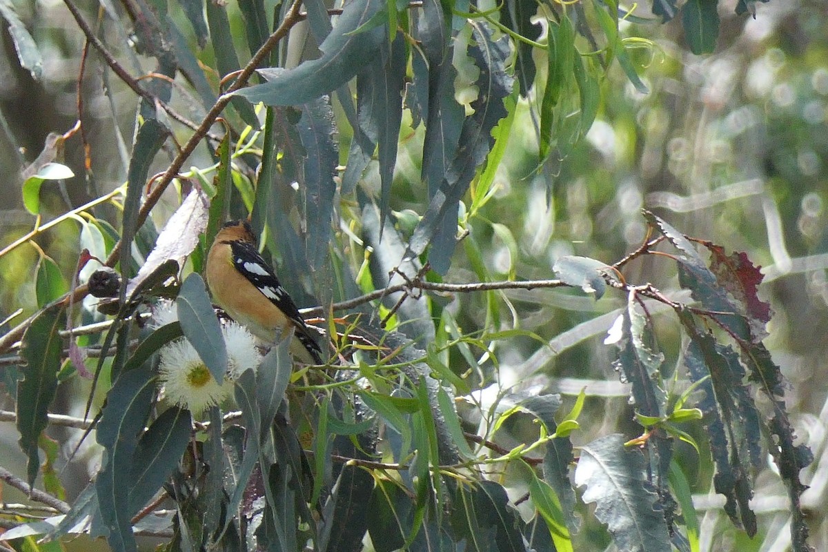 Black-headed Grosbeak - ML565145591