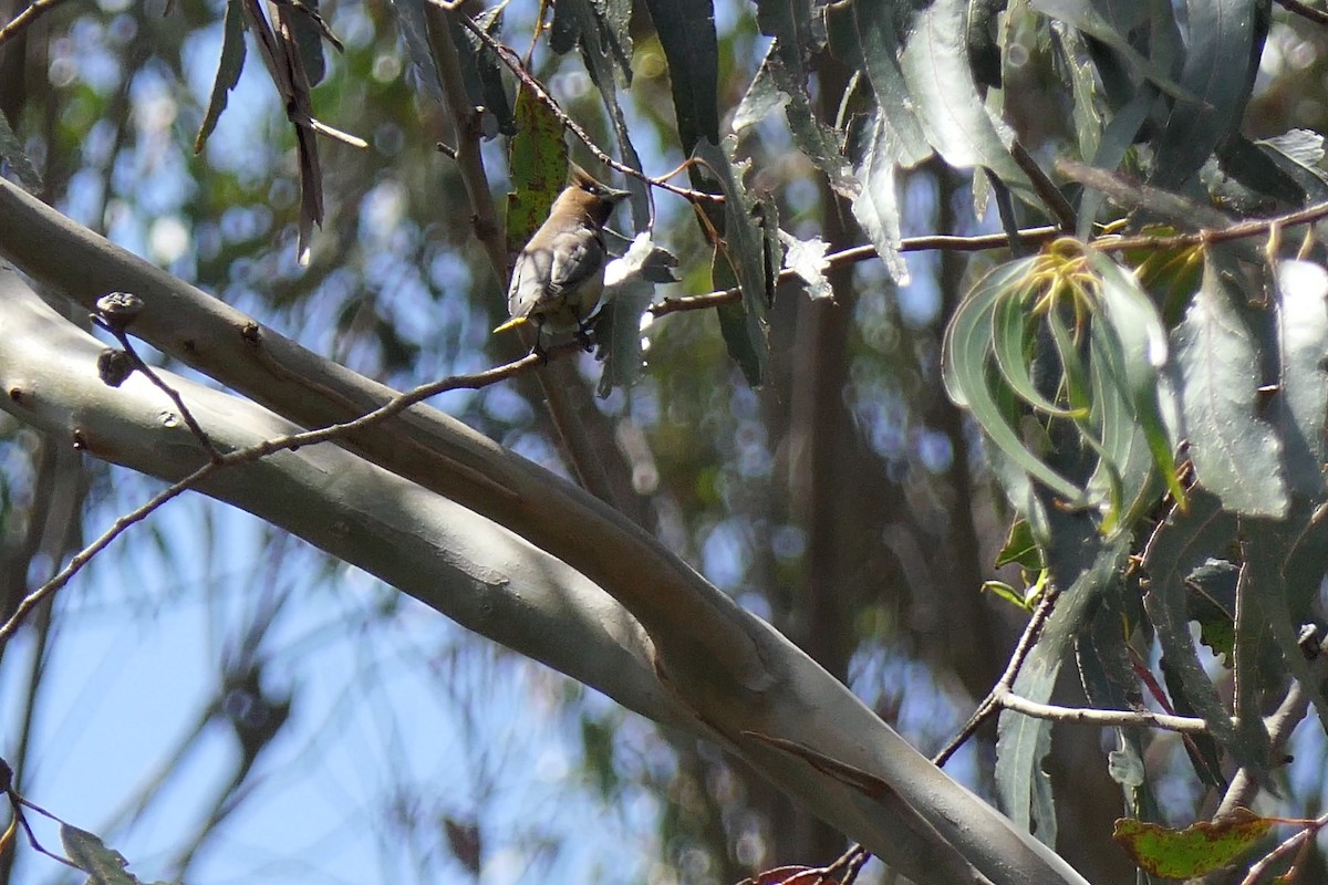 Cedar Waxwing - ML565146041