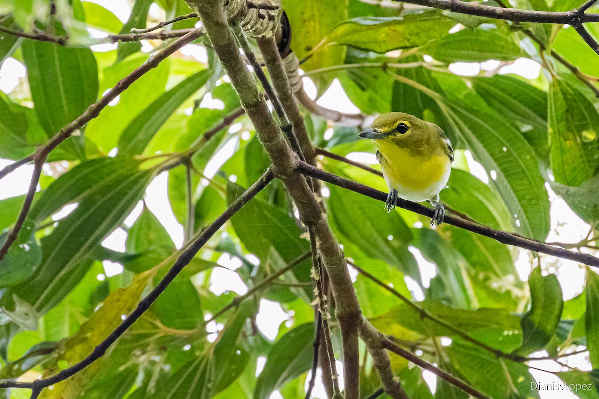 Vireo Gorjiamarillo - ML565146721