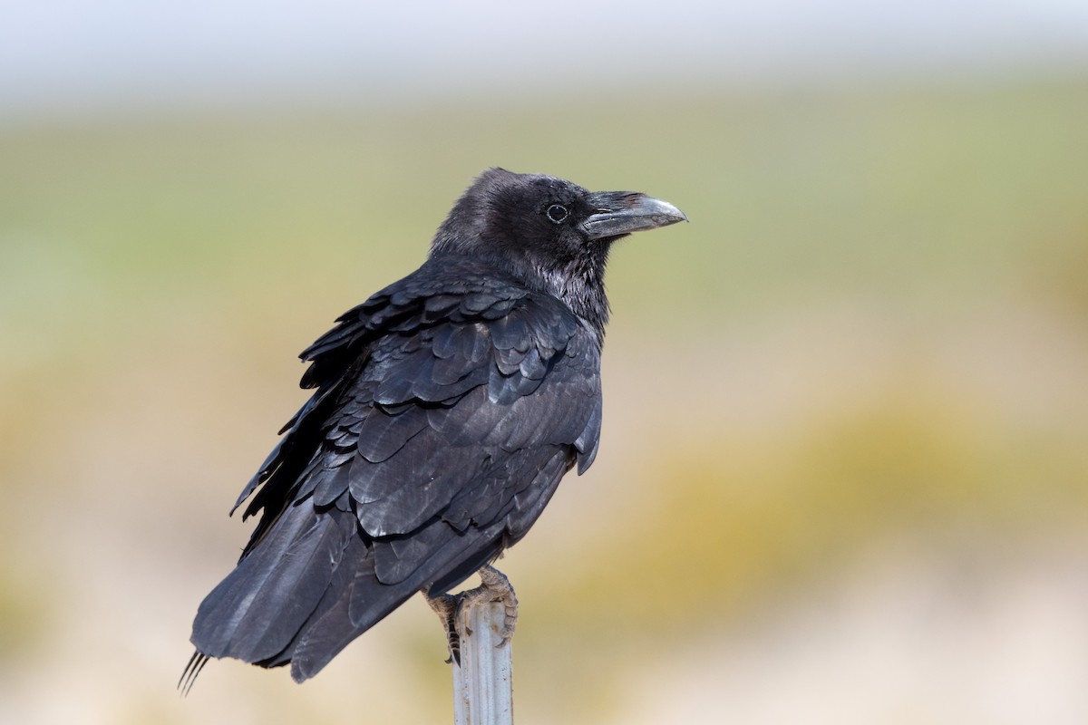 Chihuahuan Raven - ML565149361